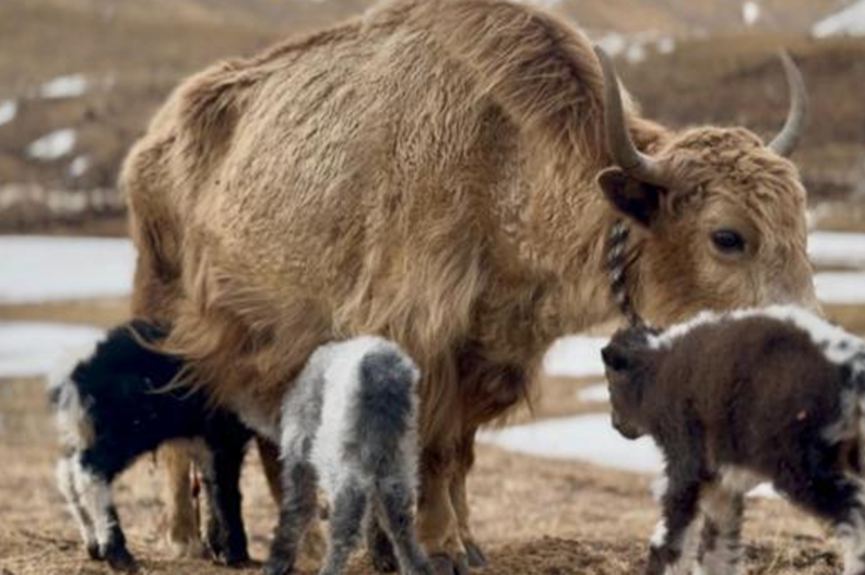 西藏那曲犛牛誕下三胞胎
