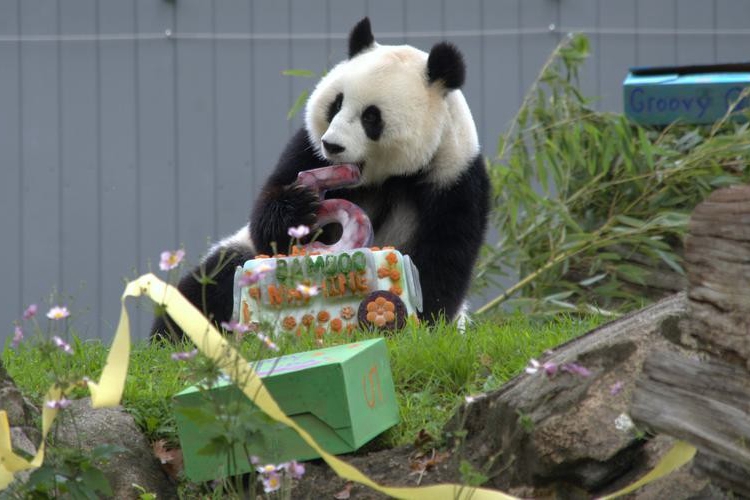 旅美大熊貓“青寶”5歲生日派對 大批美國民眾為其慶生