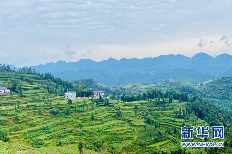 一份土地“體檢單”撬動恩施百億大產業