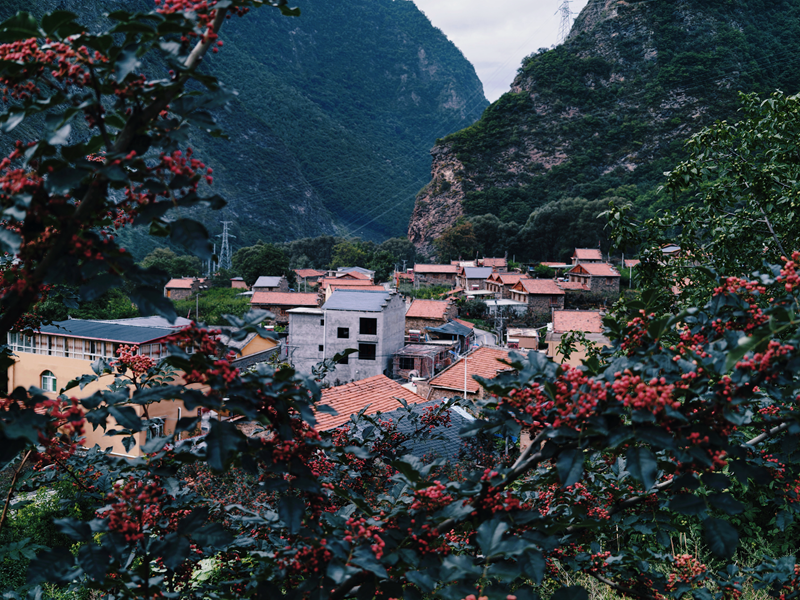 1785380651138462.png 1图片说明:花椒树下的牛尾村 摄影:黄梅.png